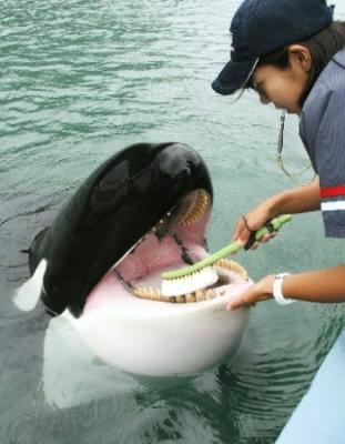 シャチの歯。 - 北海道歯科技術専門学校 ブログ