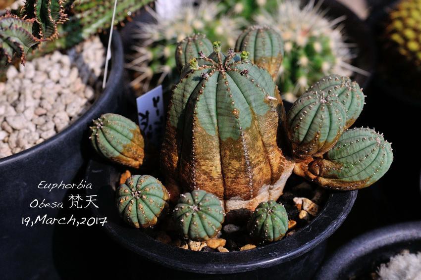 オベサ梵天、調子が良いのか悪いのか、よく分からん（汗） | Change My