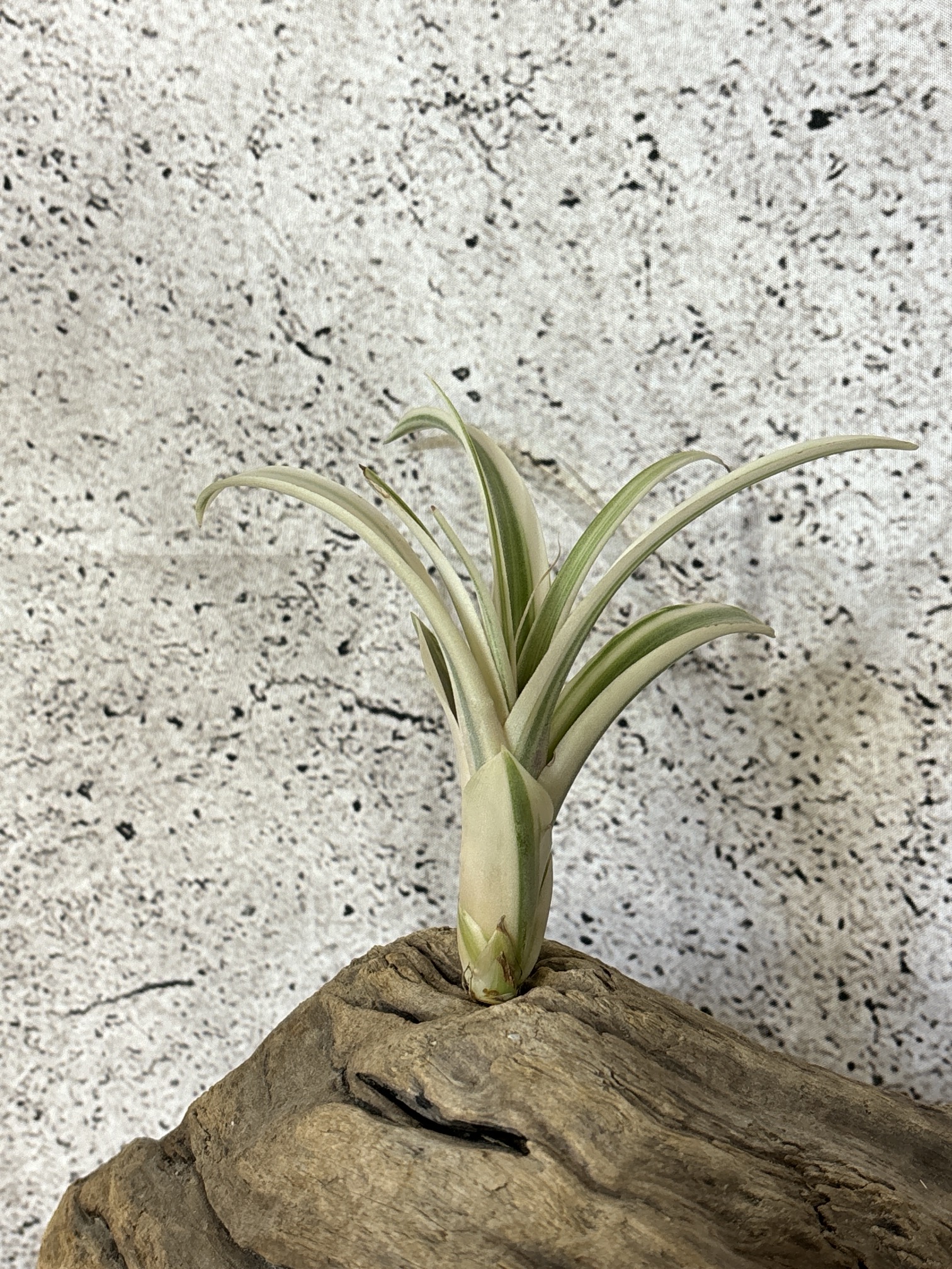 Frontier Plants】オンラインストア11月9日販売予定約20種類の価格と