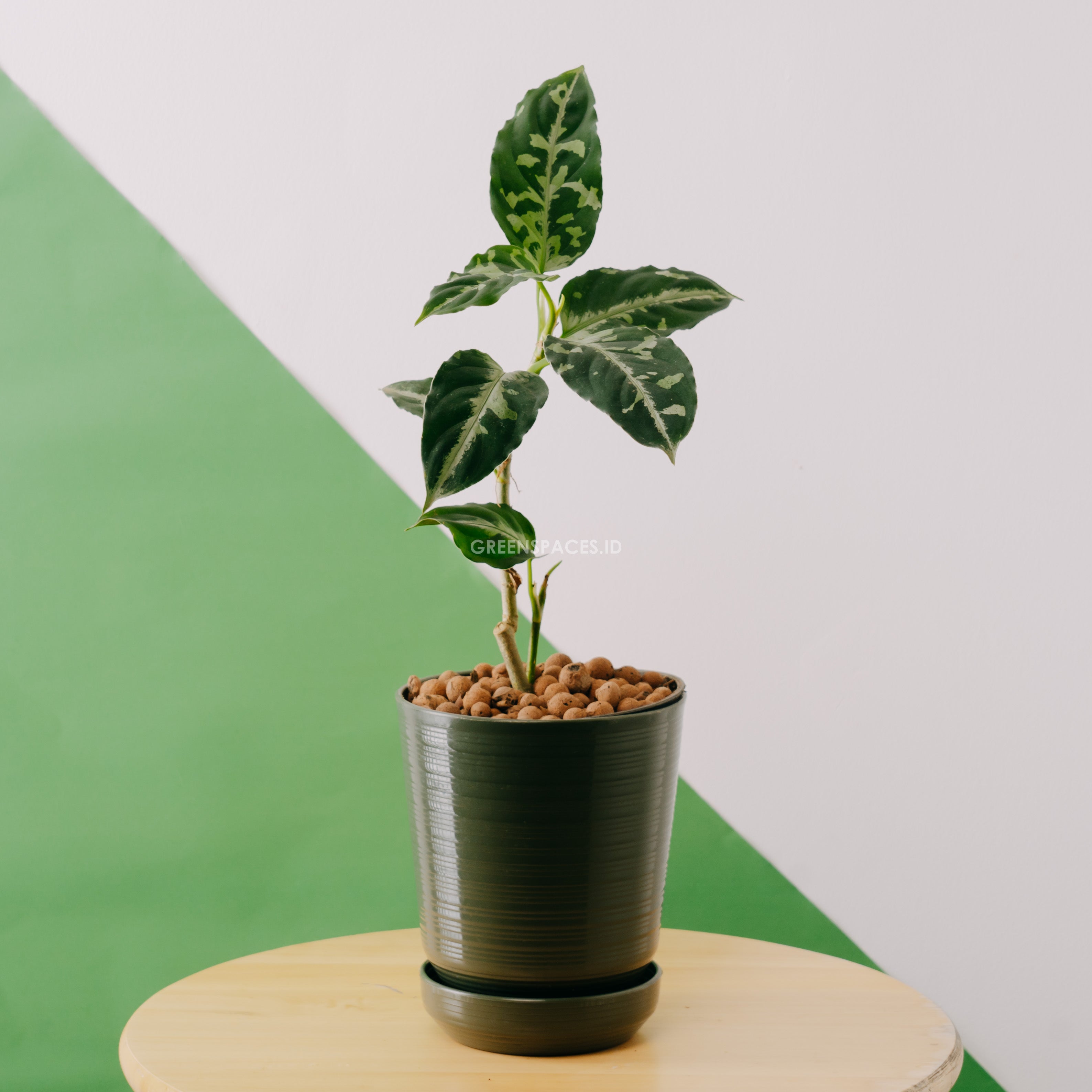 Aglaonema Pictum Bicolor | Greenspaces.id
