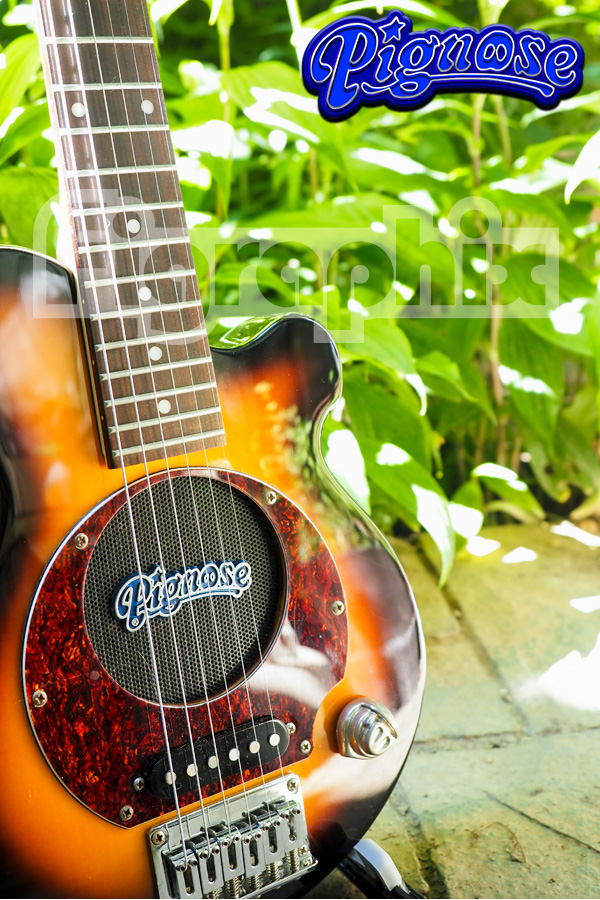 ピグノーズ PGG100 サンバースト ピグノーズPGG100 サンバースト