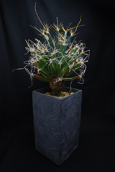 晃山 | 叢 – くさむら – Qusamura