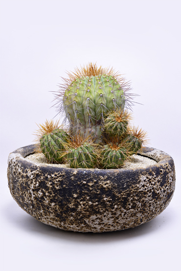 コピアポア ギガンティア | 叢 – くさむら – Qusamura