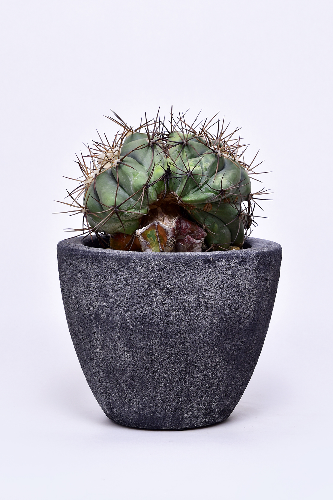 エキノカクタス 太平丸綴化 | 叢 – くさむら – Qusamura