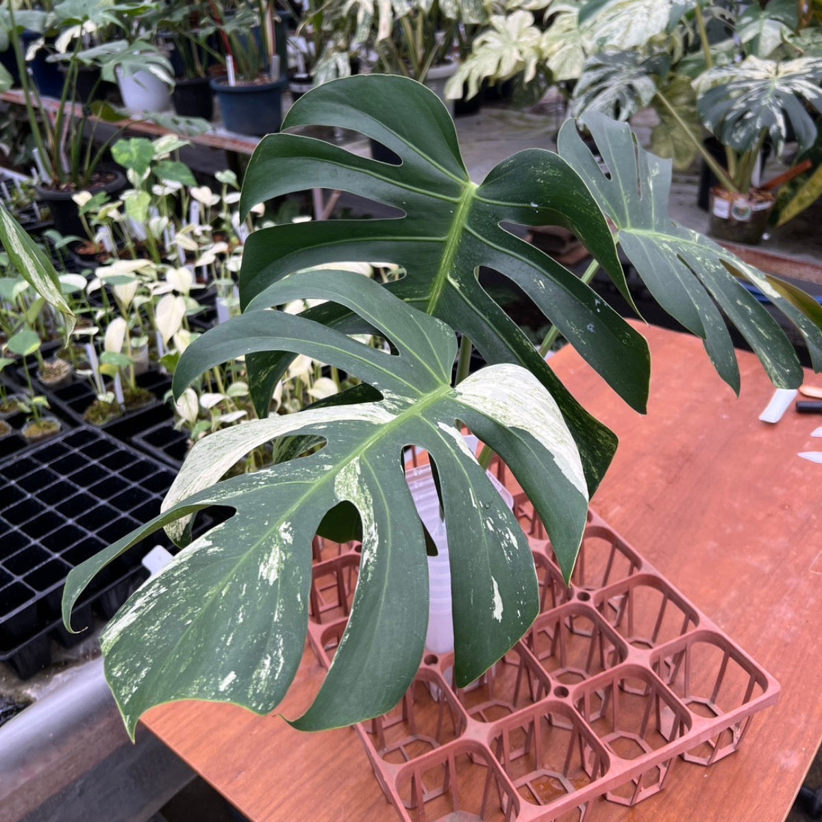 厳選/コレクション】モンステラ 'ボルシギアナミント' – RARE PLANTS