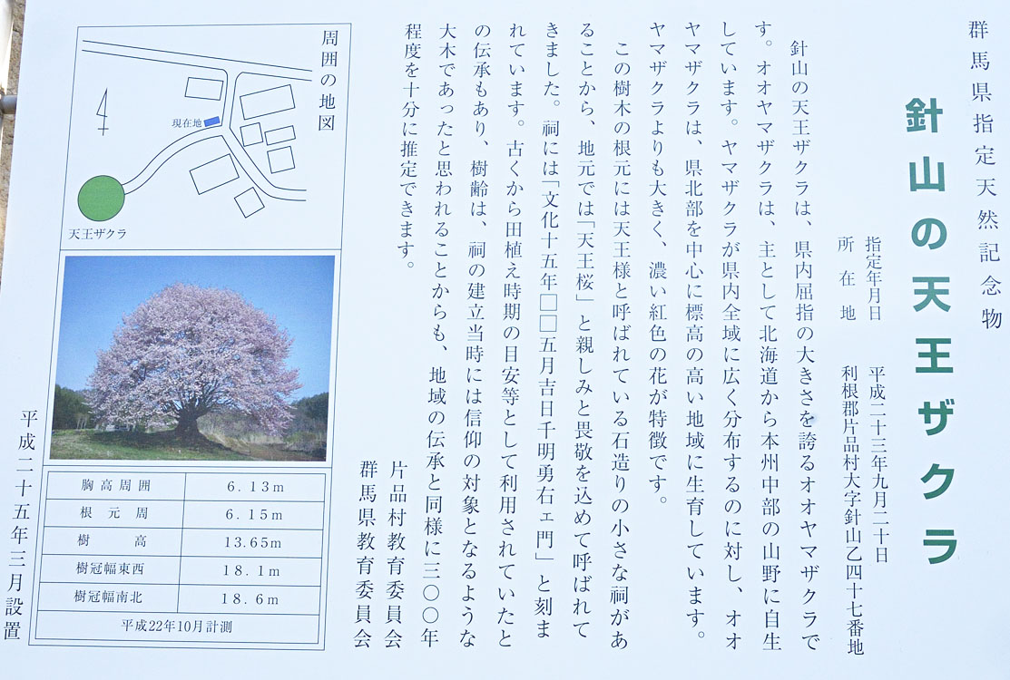 群馬県の巨木 針山の天王桜