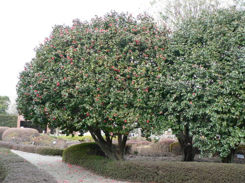 跡見群芳譜(樹木譜 ヤブツバキ)