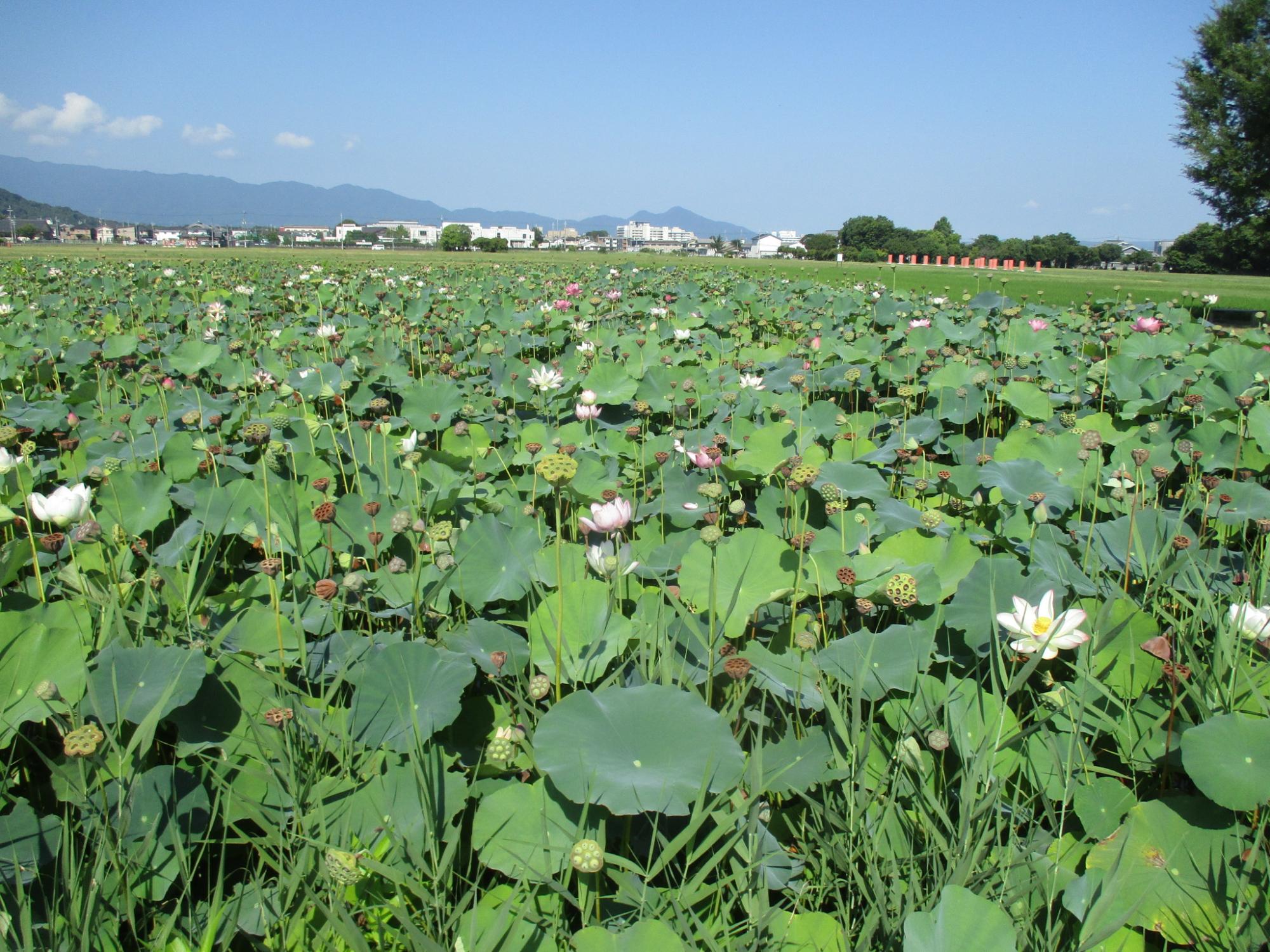 2024年夏季のハナハス開花状況／橿原市公式ホームページ