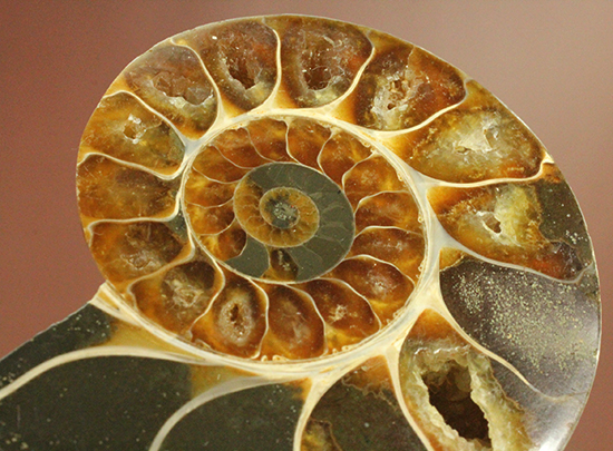 ボリュームあり！?マダガスカル産アンモナイトのハーフカット標本