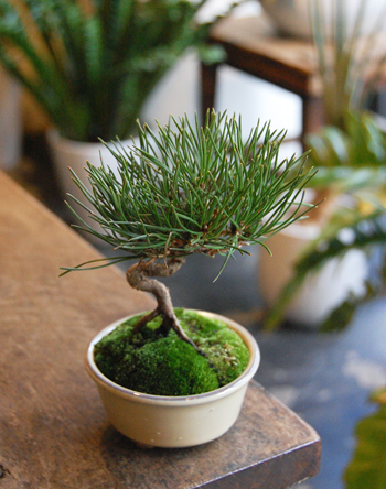 黒松曲げ - Collection : コレクション - NEO GREEN : ネオグリーン