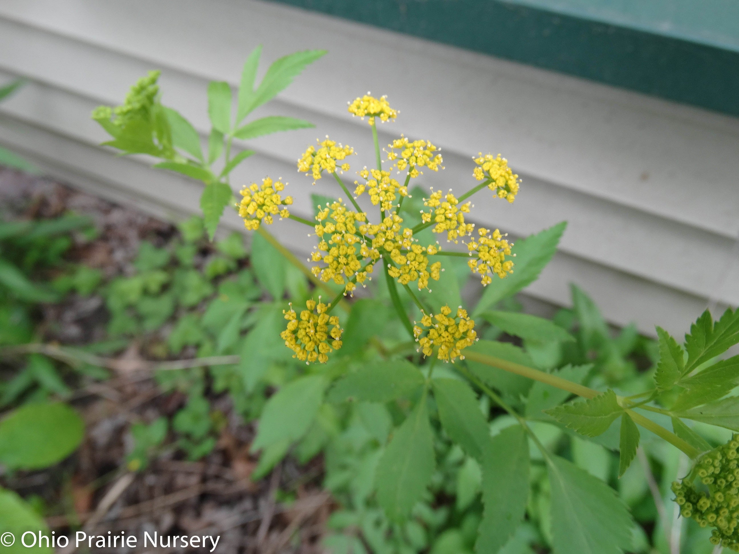 Zizia aurea - Golden Alexanders – OPN Seed