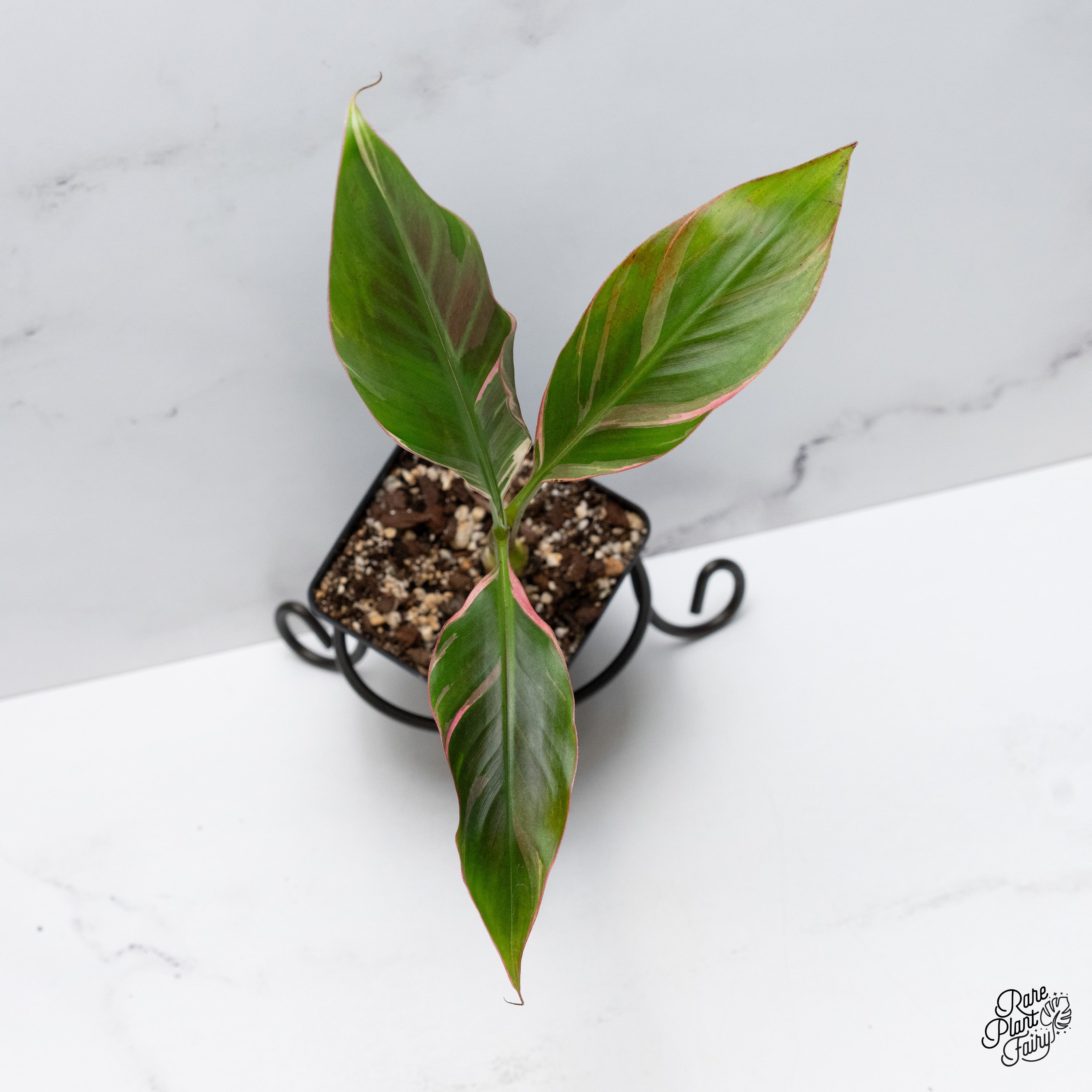 Musa 'Nono' pink variegated banana tree *Grower's choice* – Rare