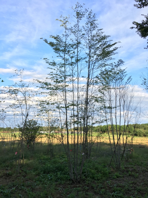 山採り天然木 アオハダ 株立ち 約5.0m | 八進緑産株式会社