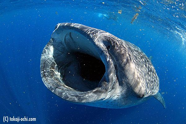 メキシコでのジンベエスイム初日は80匹？ | INTOTHEBLUE 水中写真家