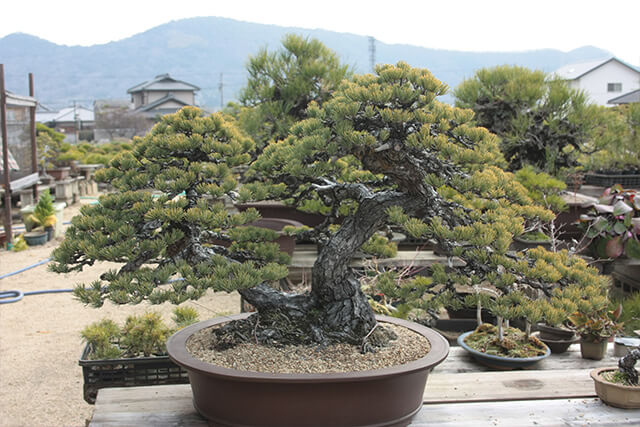 瀬戸内の島々で山採りをした黒松盆栽が並ぶ「北谷養盛園」 | 高松盆栽