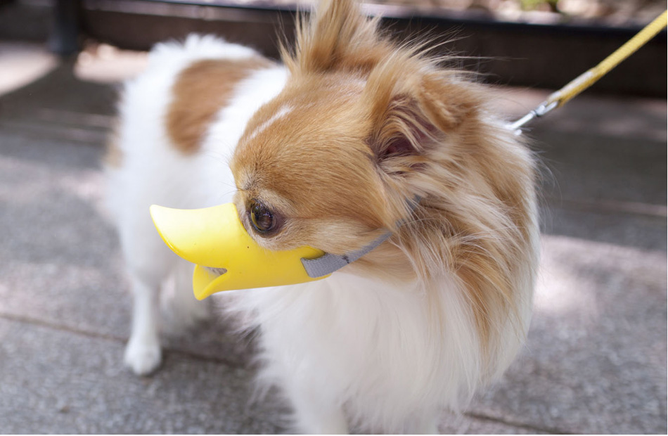 quack®（クァック®）｜OPPO （オッポ） 犬・猫 おしゃれでかわいい