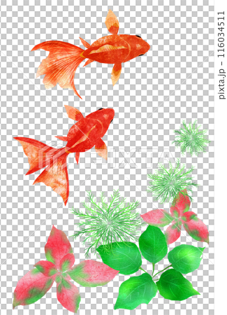 夏向きの涼しい金魚と水草イラストのイラスト素材 [116034511] - PIXTA