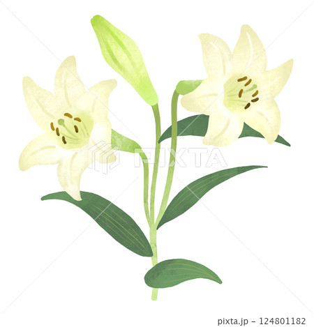 白いユリのイラストのイラスト素材 [124801182] - PIXTA