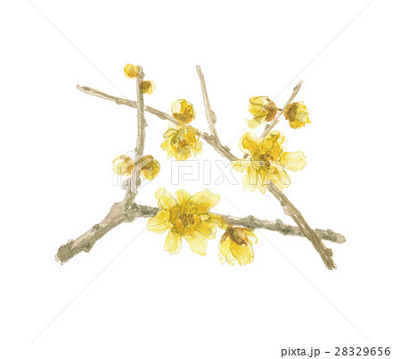 ロウバイ 蝋梅 水彩画 花のイラスト素材 - PIXTA