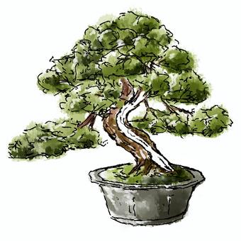 真柏の盆栽イラスト - No: 2074057｜無料イラスト・フリー素材なら