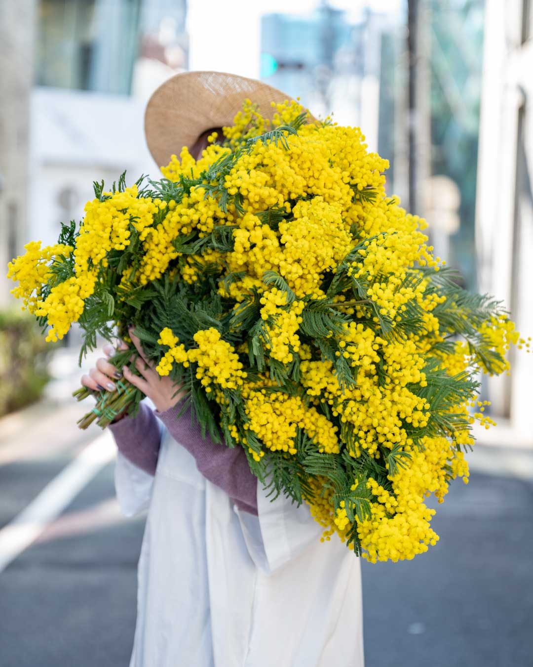 春です！国産&イタリア産のミモザスワッグが新登場！ – ドライフラワー
