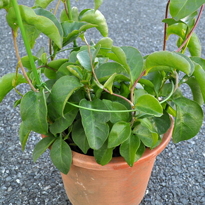 楽天市場】宿根草 オカワカメ ( 雲南百薬 ) 1株 苗 : あなたの街のお