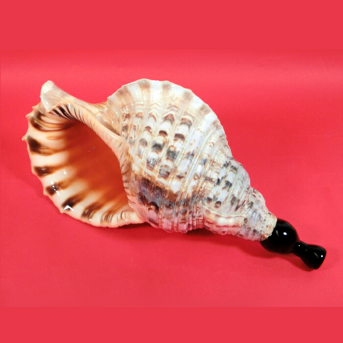 楽天市場】【法螺貝】ほら貝 特大 41センチ : 三島屋楽器