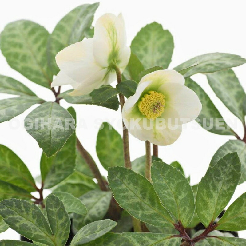 楽天市場】クリスマスローズ ニゲル 'マーブル' 小苗 : おぎはら植物園