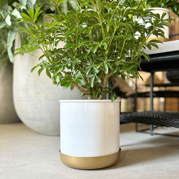 楽天市場】CLOVER(クローバー) ポットウィズソーサー Φ21 ブラック