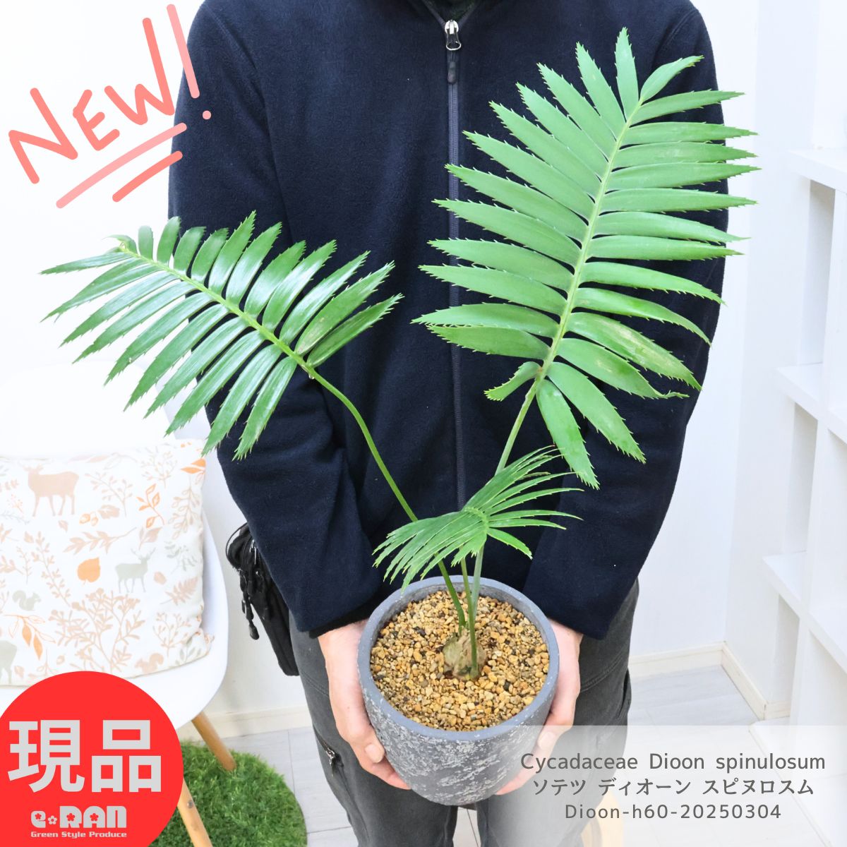 楽天市場】＼ポイント5倍／観葉植物 希少 ソテツ ディオーン