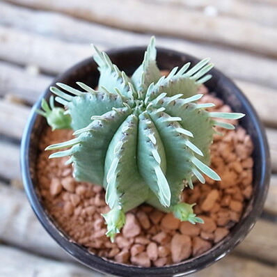 楽天市場】ユーフォルビア カメレオンヘルメット 3号サイズ 鉢植え