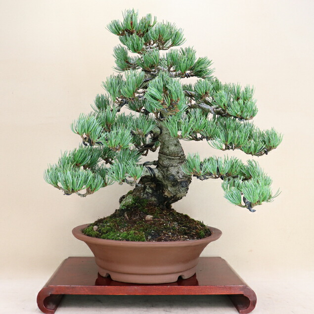 楽天市場】【松盆栽】 五葉松 - 宮島 - 中型サイズ盆栽 （いよじ園