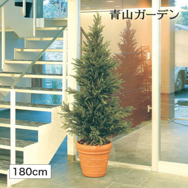 楽天市場】モミの木 【もみの木高さ200cm】クリスマスツリーに最適