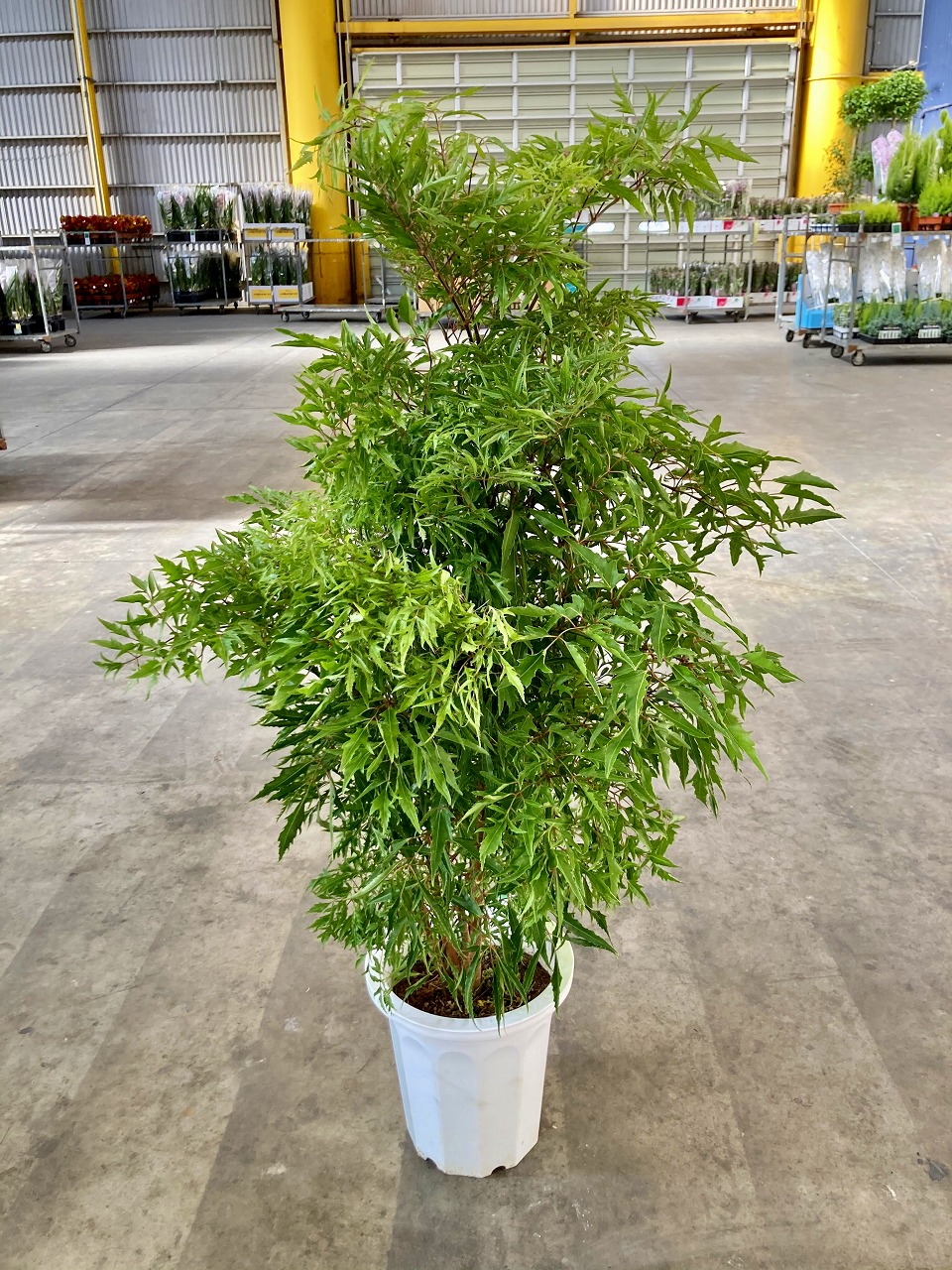 楽天市場】タイワンモミジ（ポリシャス） 10号 観葉植物 ポリシャス