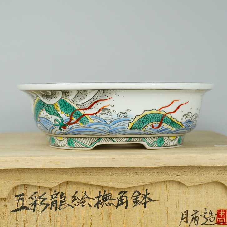 楽天市場】盆栽鉢 月香 (共布・共箱) 五彩 龍絵 撫角 長方鉢 観賞用