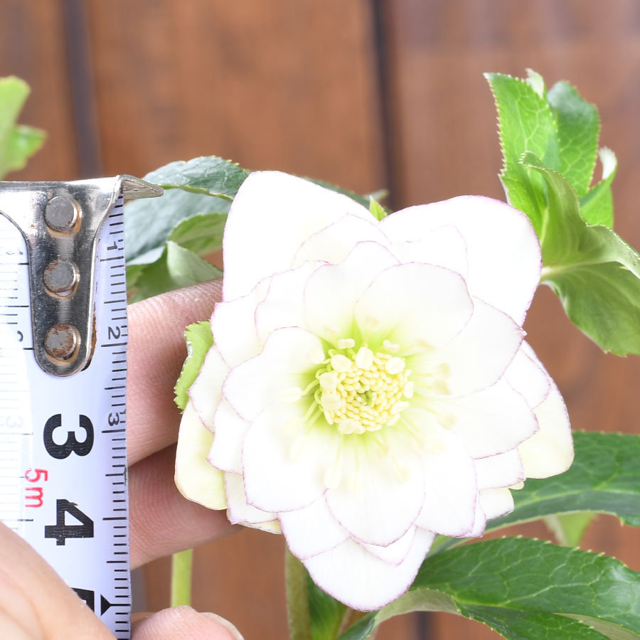 楽天市場】曽田園芸 新品種 姫小町 小輪多花性 【現品販売