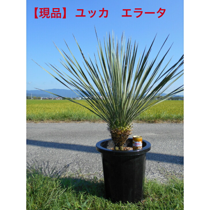 ユッカ エラータ」の人気商品一覧 | 安い商品を通販サイトから探す