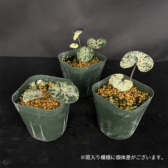 楽天市場】斑入りカンアオイ 紅孔雀 3号鉢 寒葵 古典植物 山野草 kih