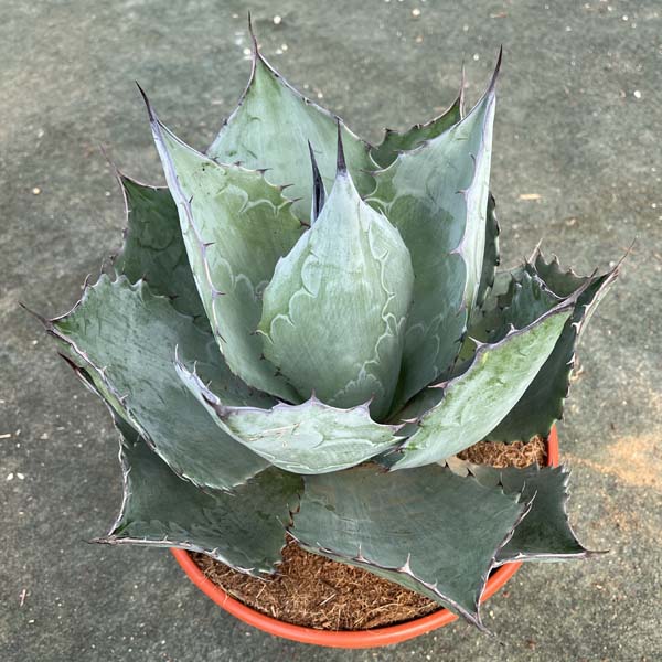 楽天市場】【送料無料】アガベ ブルーブライアン お祝 新築祝い 開店