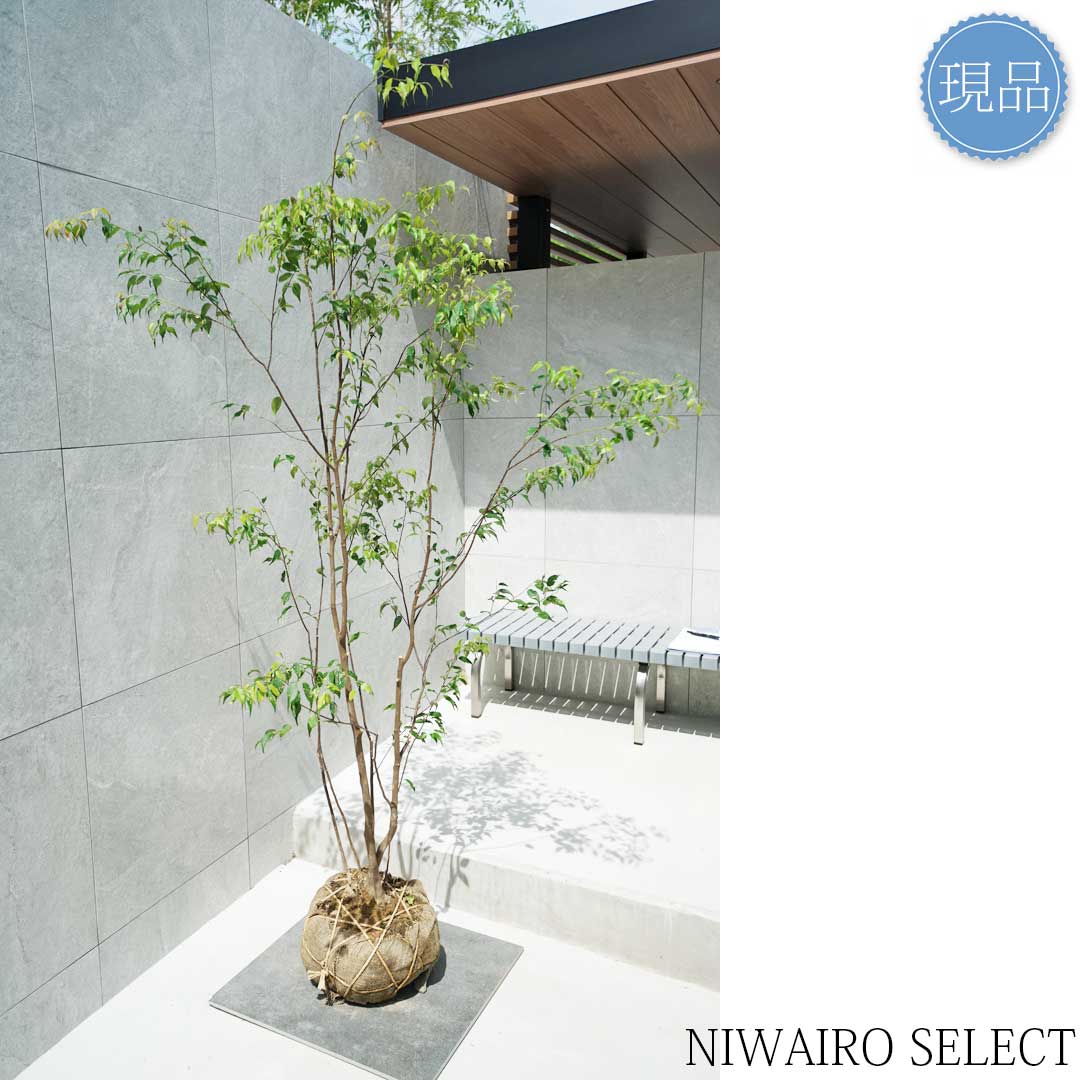 楽天市場】【現品】山採り【ハイノキ】株立ち 自然風樹形 樹高H≒190