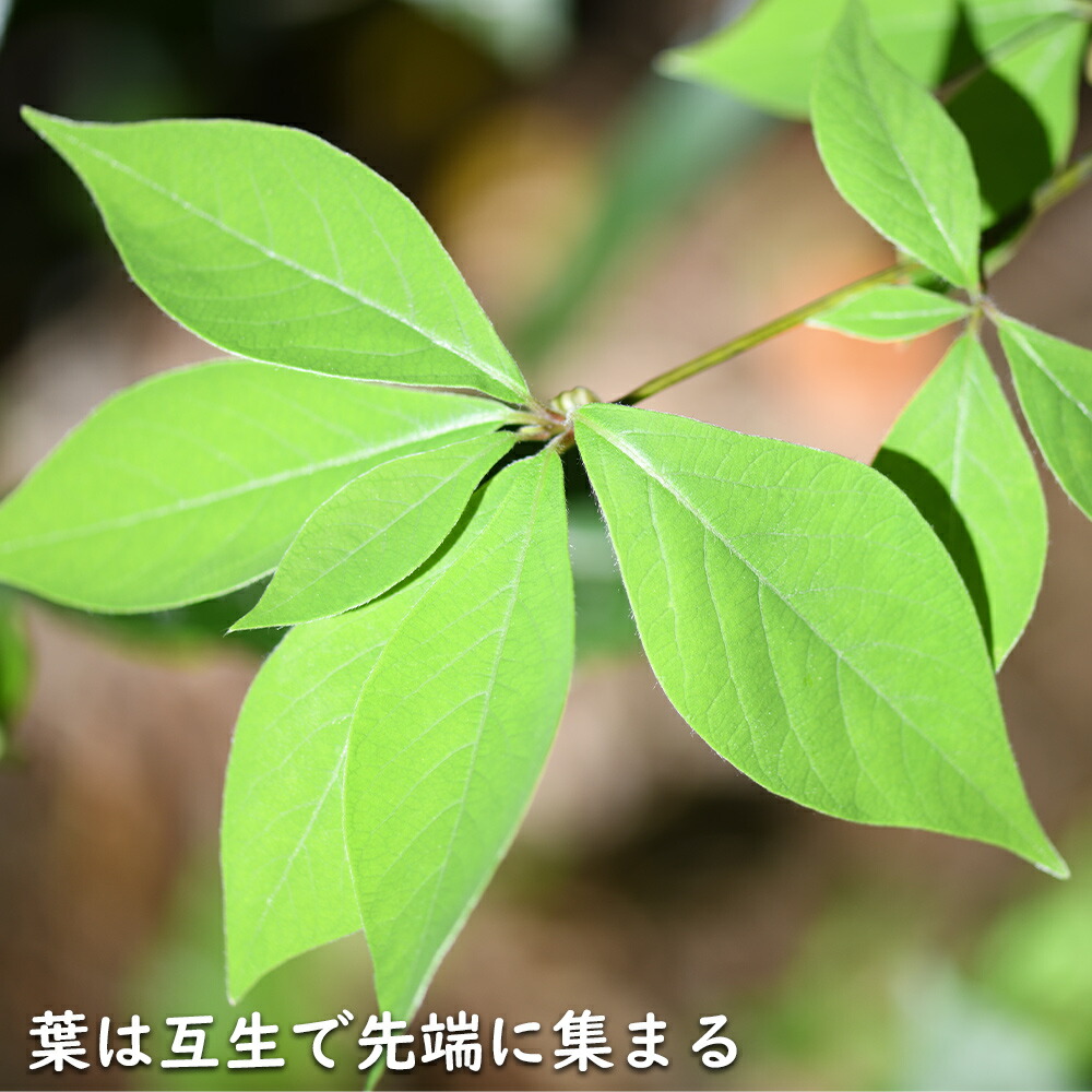 楽天市場】クロモジ 単木 2m 露地 2本 苗木 : トオヤマグリーン