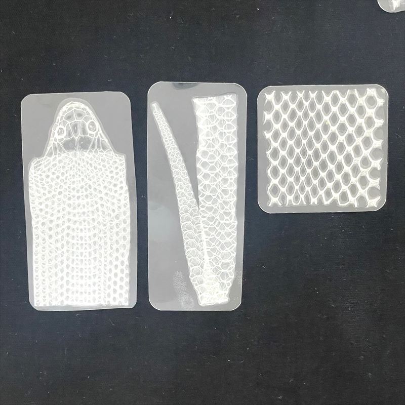 楽天市場】白蛇 抜け殻 白ヘビ ラミネート加工【開運】 抜殻 しろへび