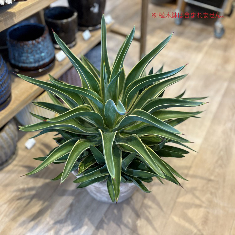 アガベ ベネズエラ 斑入り 大型 130センチ 京都 アガベ ベネズエラ