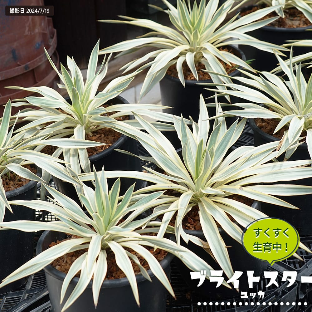 楽天市場】希少 観葉植物（種類（植物）ユッカ）の通販