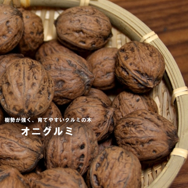 楽天市場】くるみの木の苗 【鬼胡桃 （オニグルミ）】 3年生実生大苗