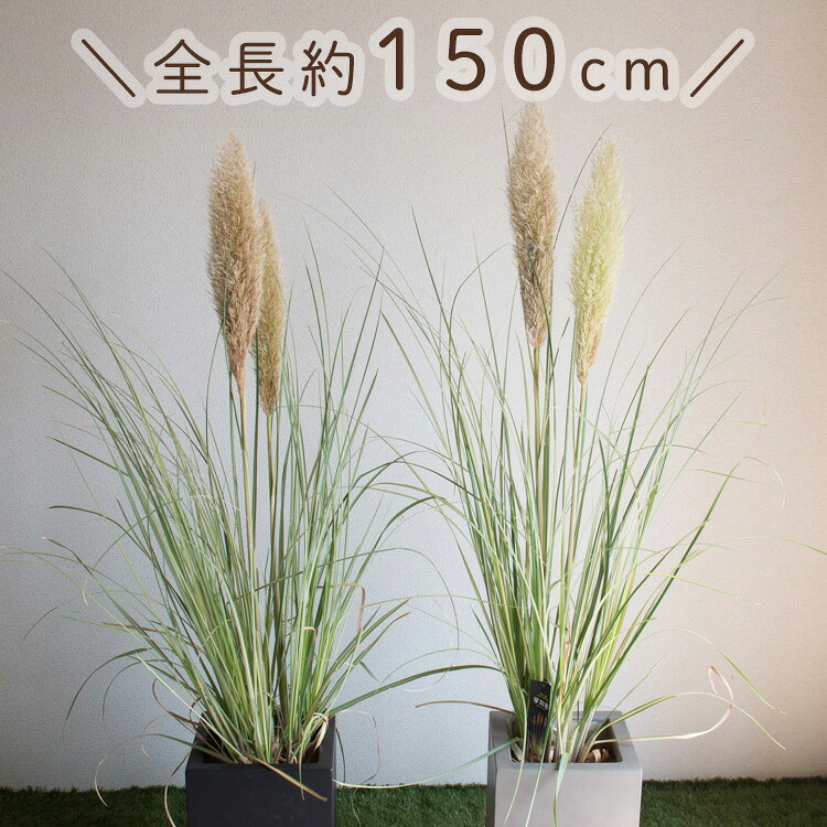 楽天市場】【数量限定】 斑入り葉 パンパスグラス「早秋風(高さ約140