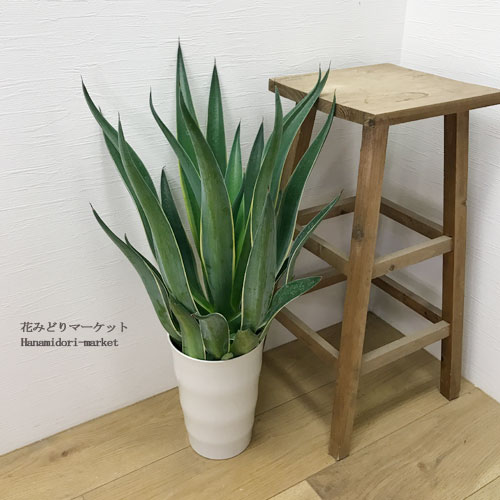 楽天市場】アガベ ベネズエラ 6号ポット インテリアグリーン 多肉植物