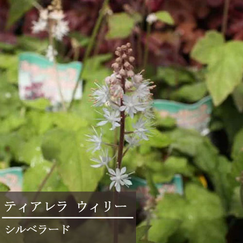 楽天市場】【単品 / 3個セット】ティアレラ ウィリー シルベラード 3号