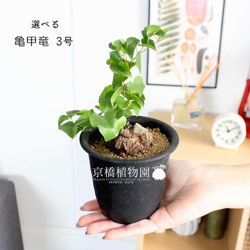 楽天市場】【25日はP5倍！】【現品】アフリカ亀甲竜 3号 黒鉢（1〜5