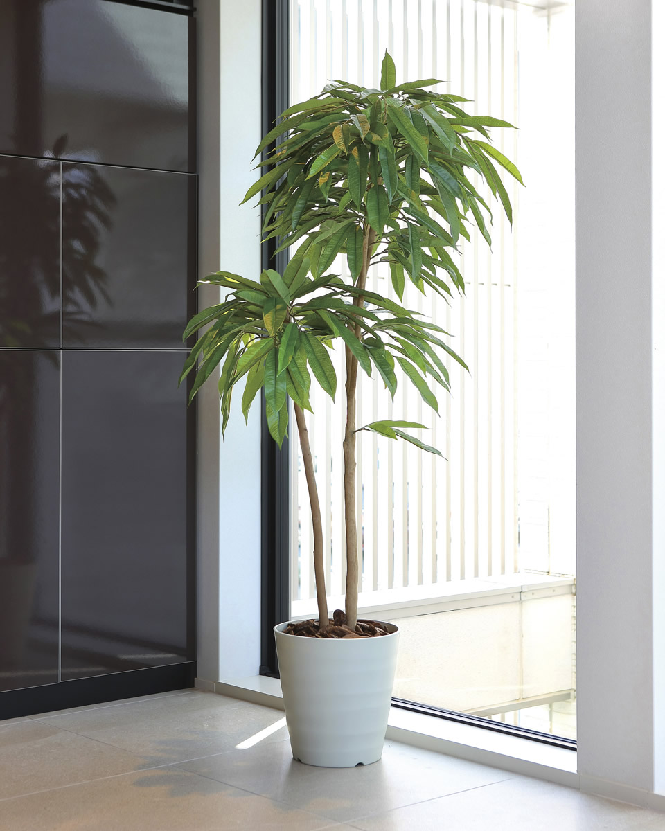 楽天市場】光触媒 光の楽園 アムステルラバーキング1.6 インテリア